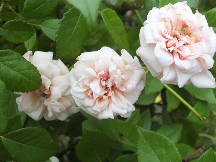  photo perledor2_zps8bdbe84e.jpg